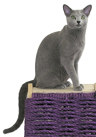 russianblue-overview