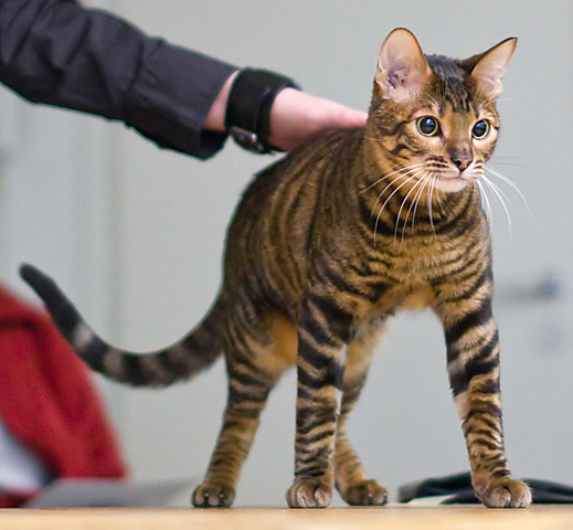 toyger-overview