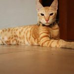 古い歴史を持つアラビアンマウという種類の猫の特徴や寿命を探求