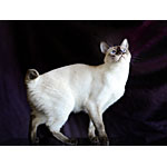 シャムネコ似なのに短い尻尾の種類の猫メコンボブテイルの特徴や寿命