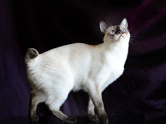 シャムネコ似なのに短い尻尾の種類の猫メコンボブテイルの特徴や寿命 やっぱり猫がいい 種類や性格 年齢 寿命 飼い方等まとめ
