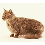 短足と巻き毛がかわいい新しい種類の猫スクークムの特徴や寿命を検証