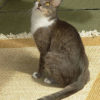 kind_of_cat-brazilian_shorthair