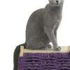 russianblue-overview
